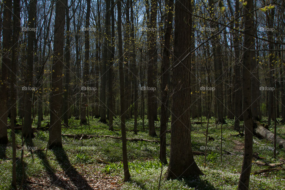 the woods. the forest