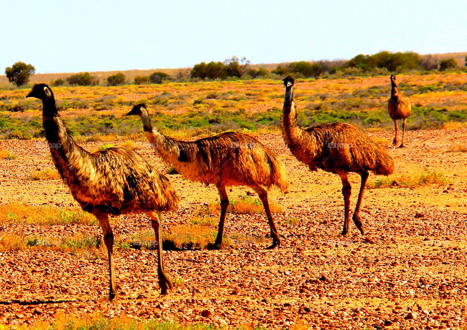 Emu.