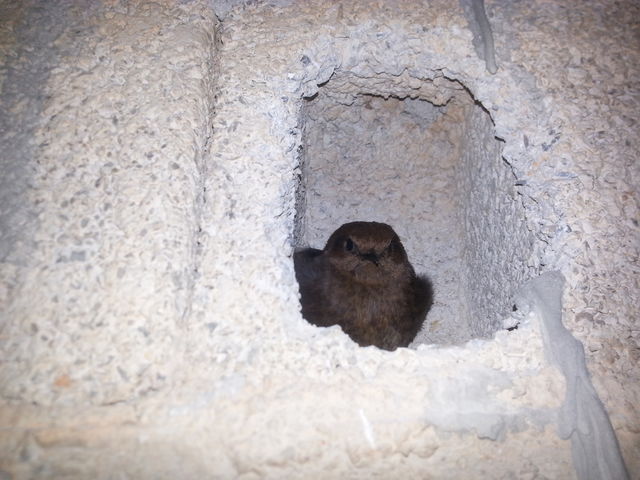 cute birds