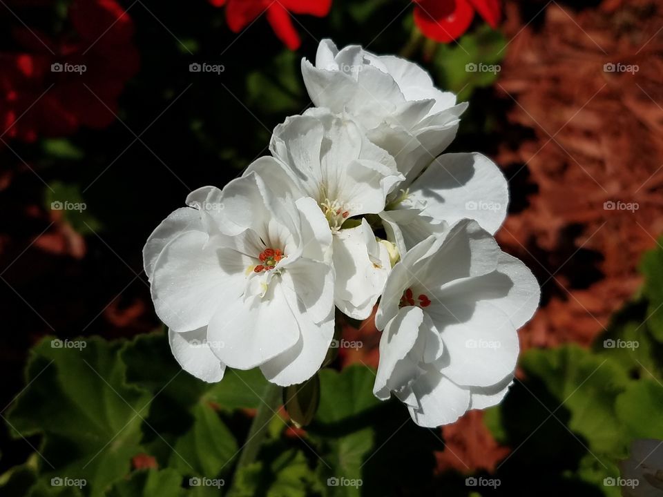 White geranium flower.