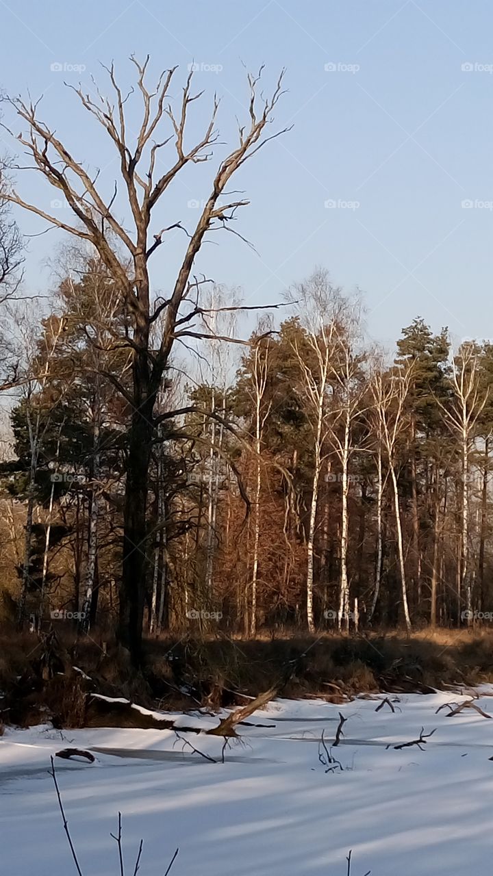 polish nature | winter forest
