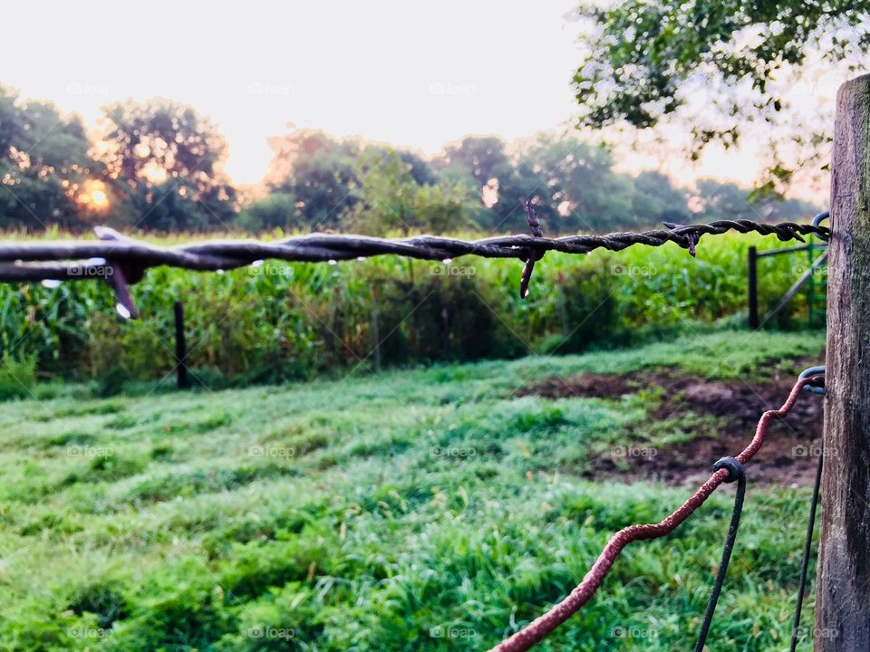 Angled view of barbed wire next to a grassy pasture and cornfield, misty, blurred trees illuminated by rose-colored sunlight in the background