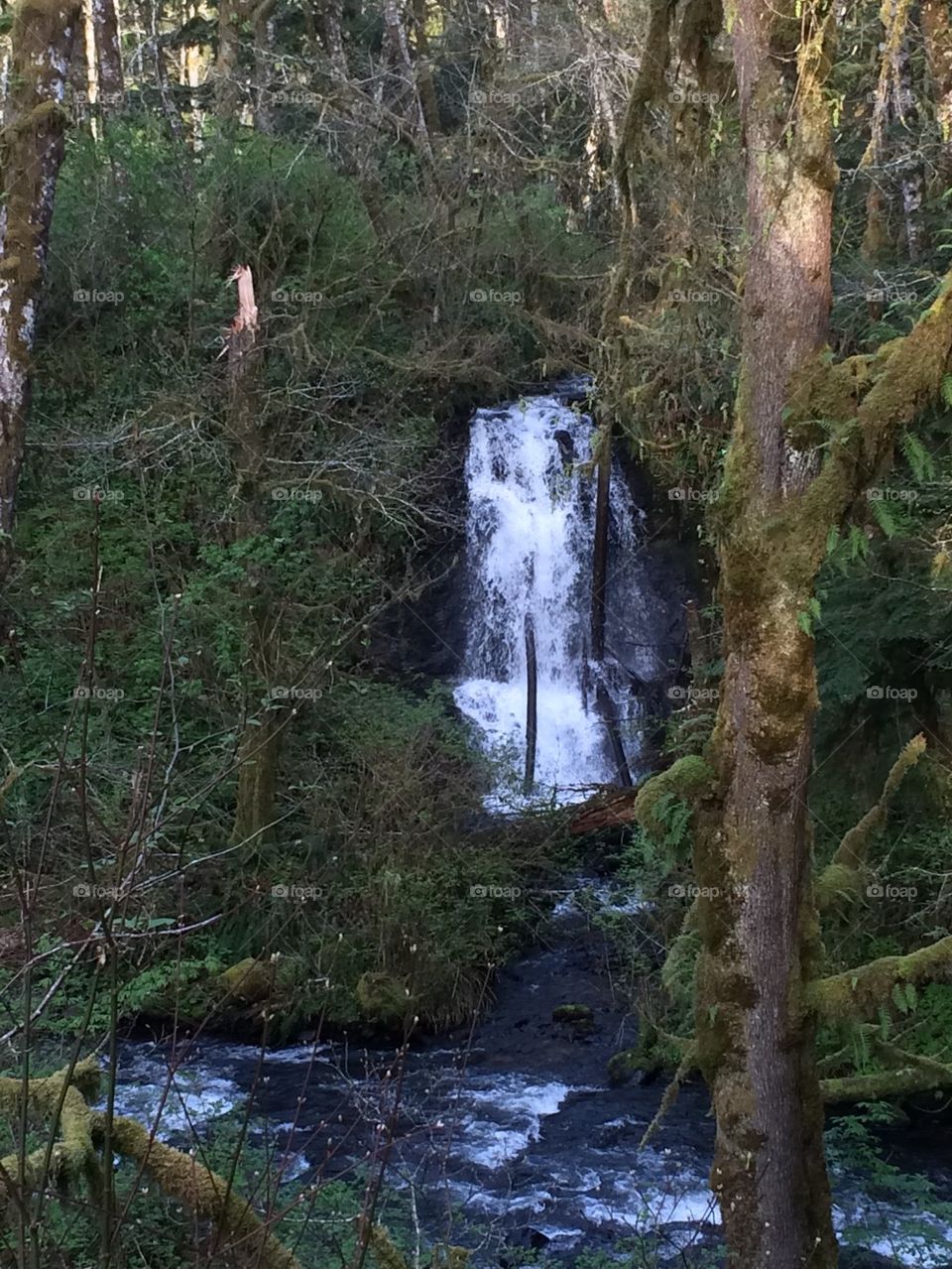 Gnat Creek Falls