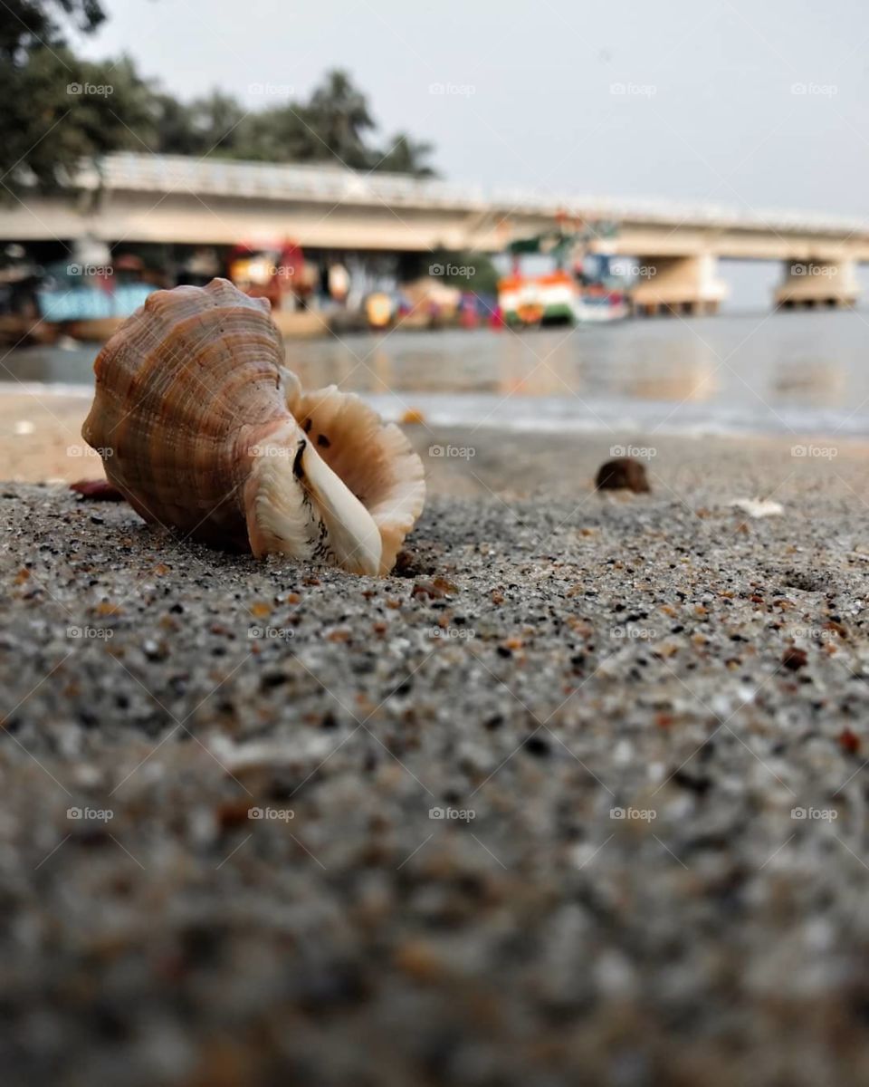 shell on beach
