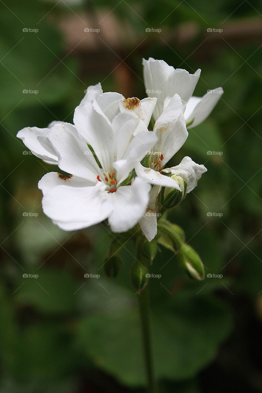 nature pretty flower white by rnelius