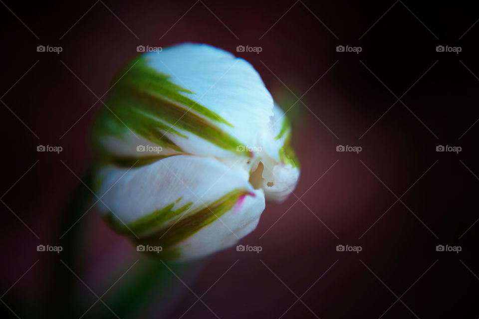 Tulip bud
