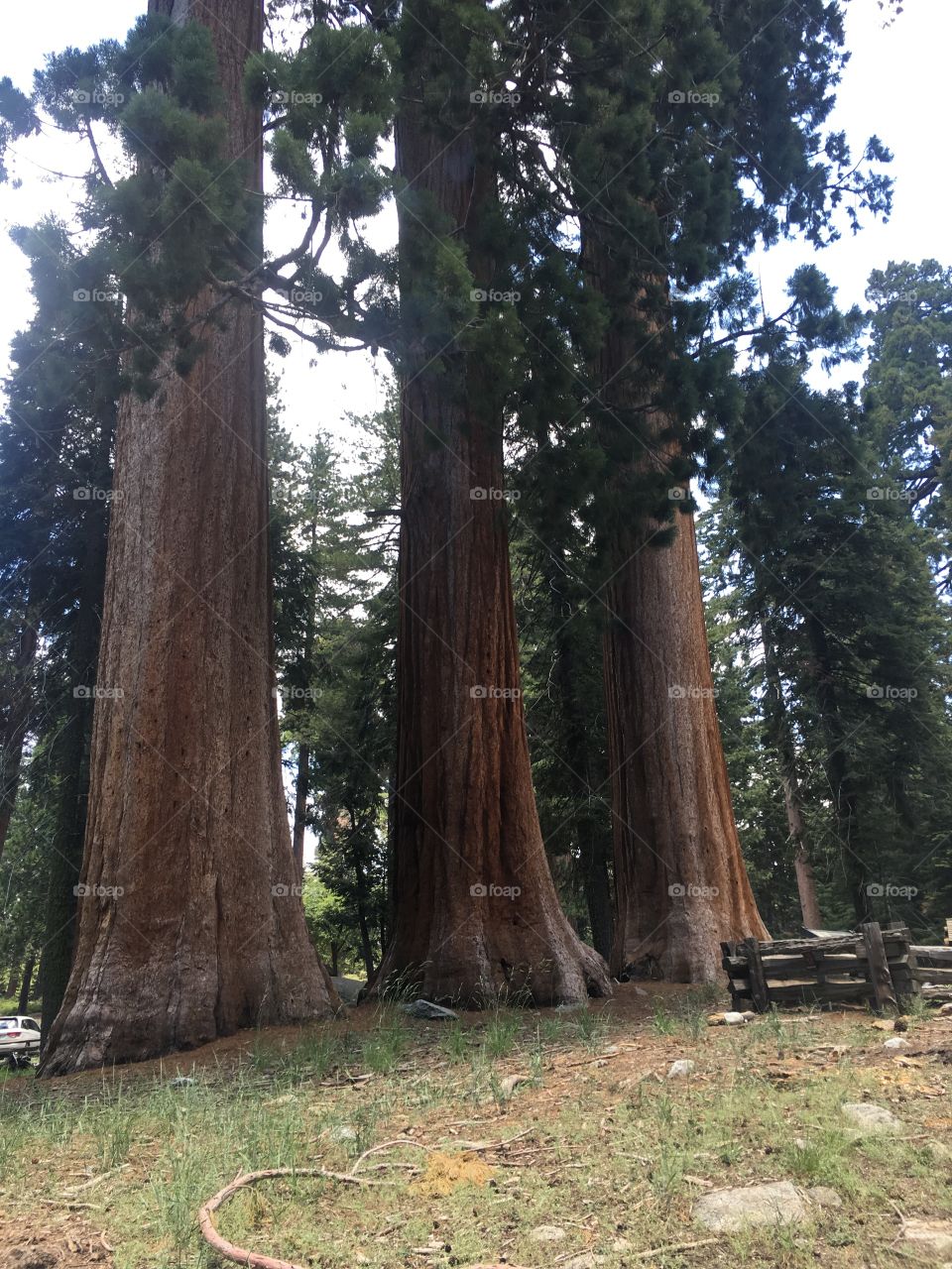 Sequoia trees in sequoia national park 