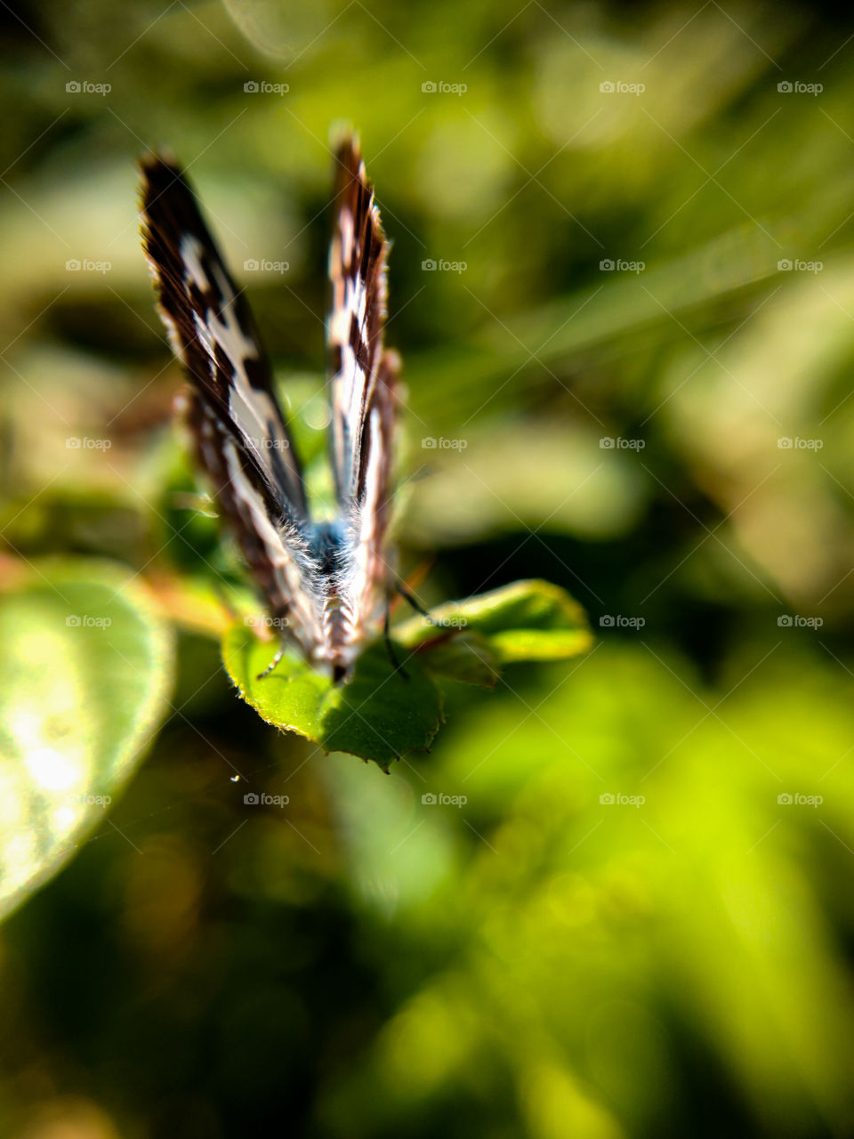 A Butter formation is to get escape from predators.... Butterfly #macro