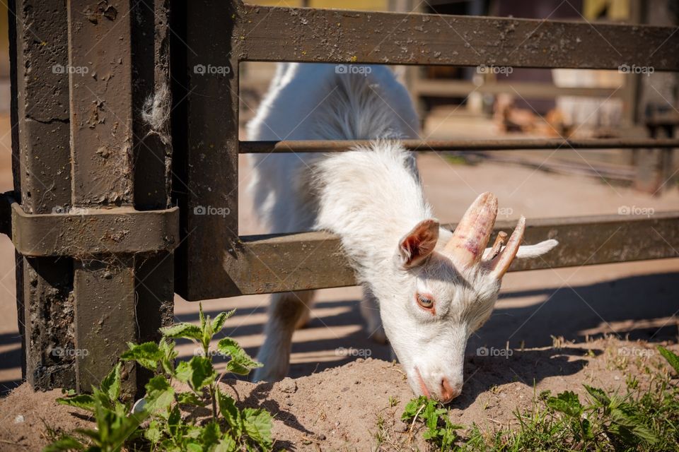 Farm, Portrait, Mammal, No Person, Animal