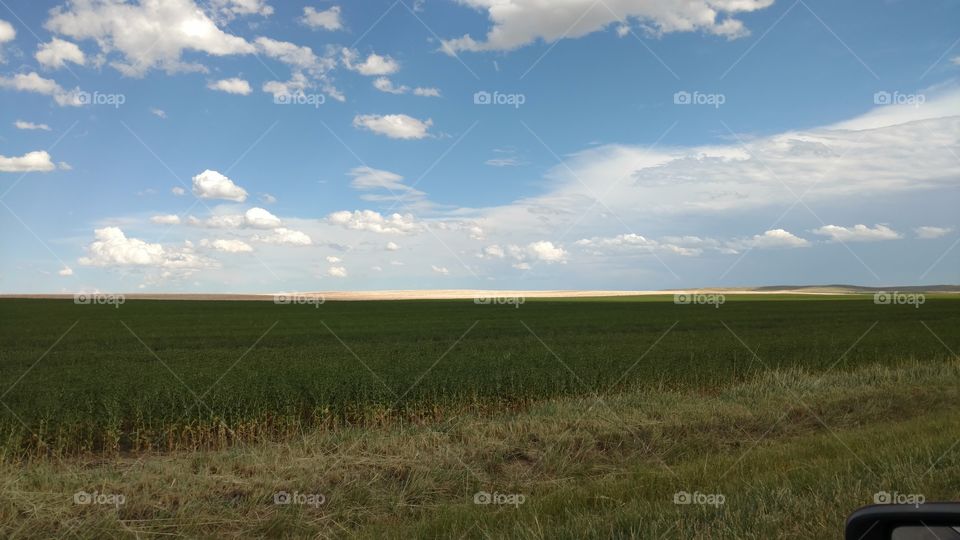 Landscape, Agriculture, No Person, Cropland, Field