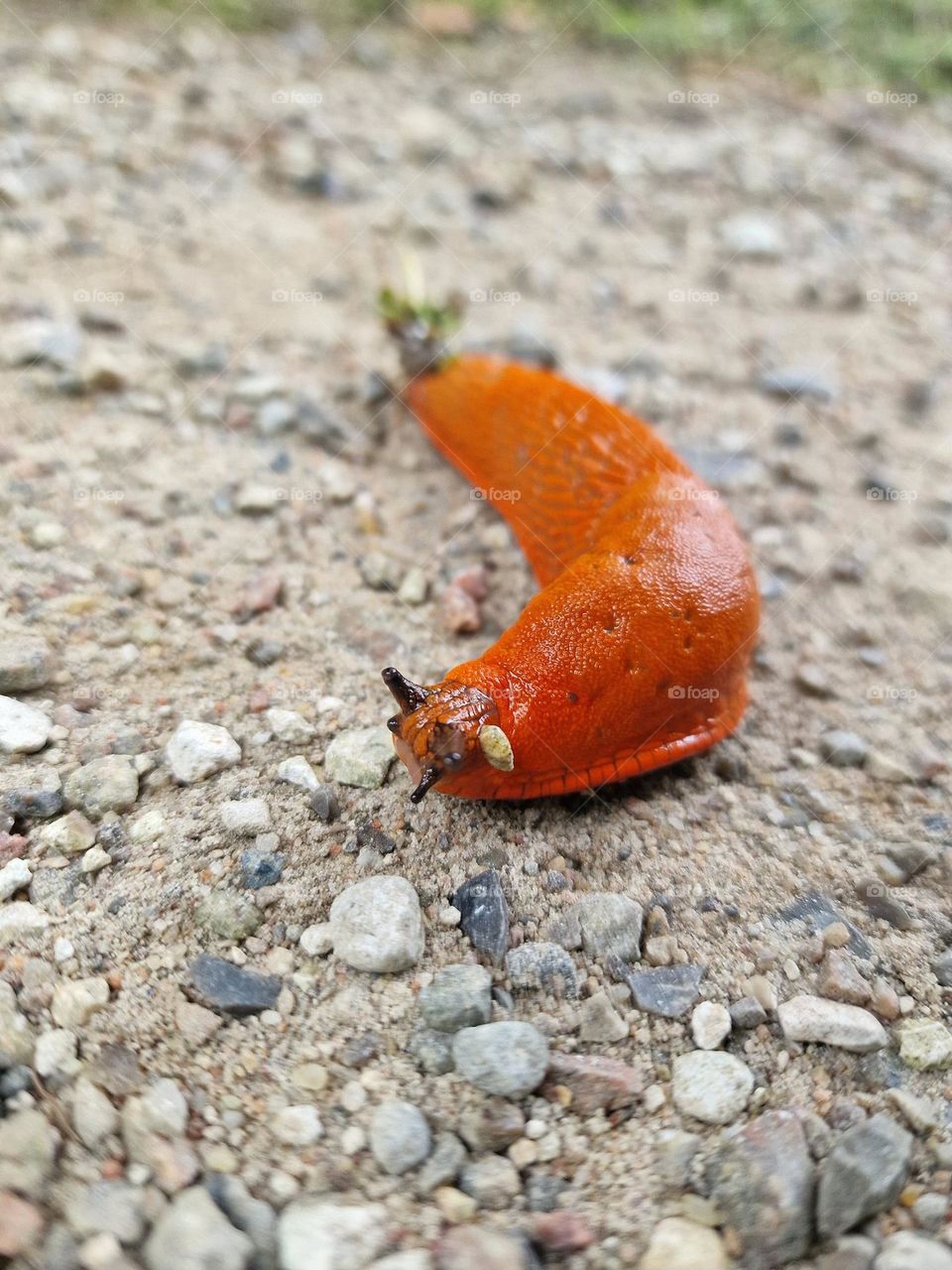 rare snail on the road with stones  in forest