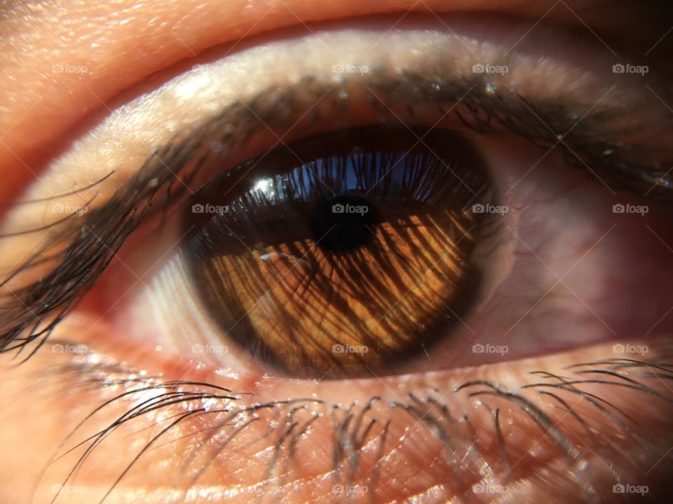 Close-up of brown eyes with lashes