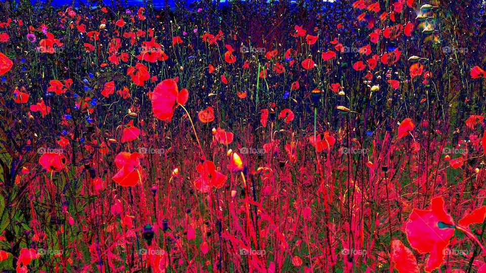 poppies