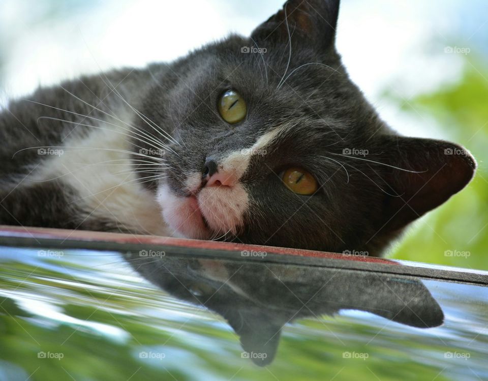 Tux and his reflection