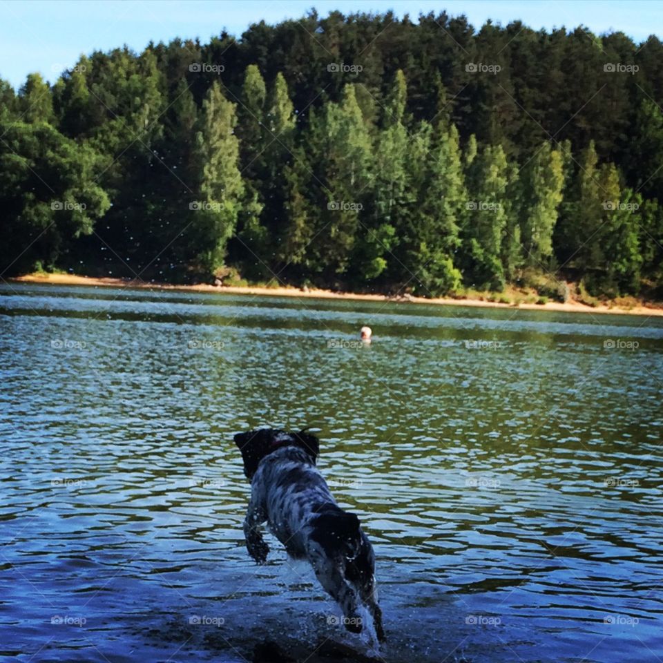 Flying dog. Spaniel is jumping in the water