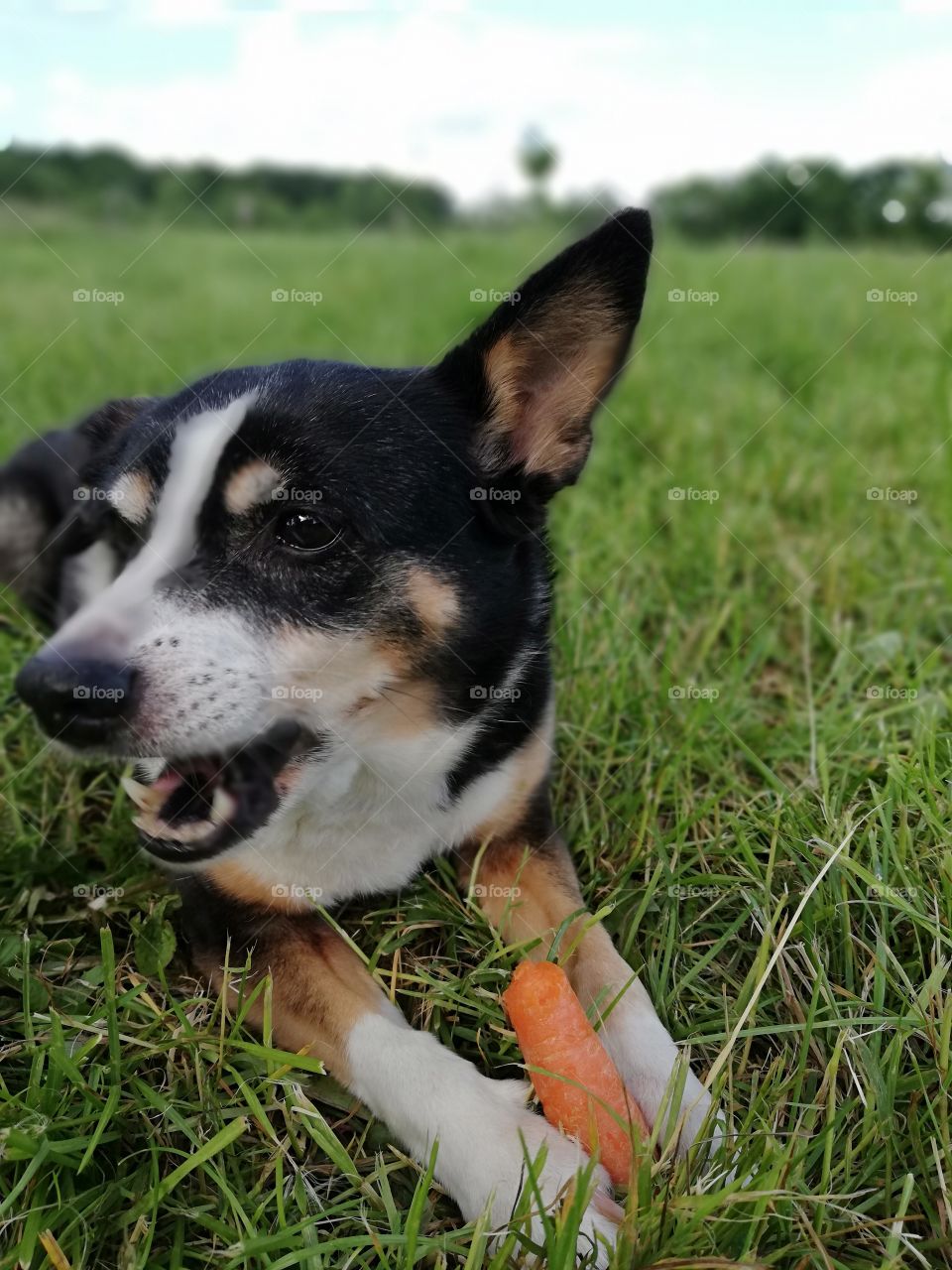 Cute little black and white dog eating a carrot in a field