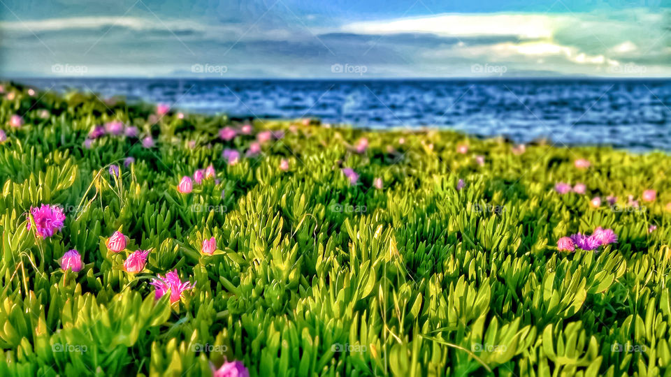 Flowers are blooming near the sea