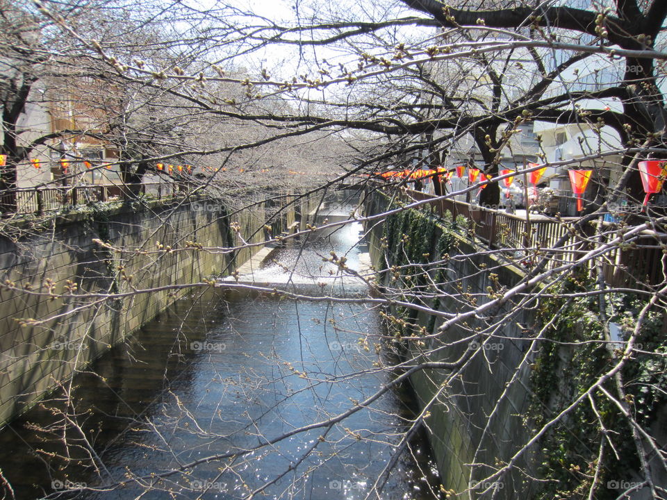 Meguro River, Nakameguro, Tokyo, Japan.  Cherry Blossom Season