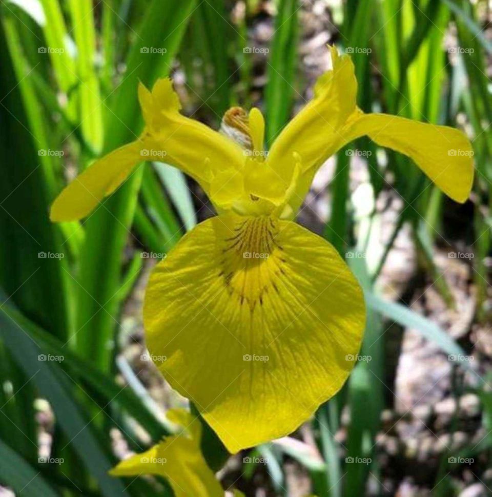 Yellow Iris