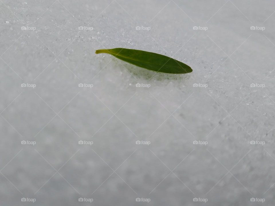 Leaf on the snow