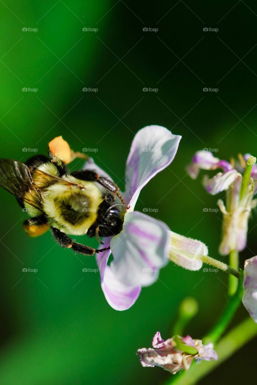 bee