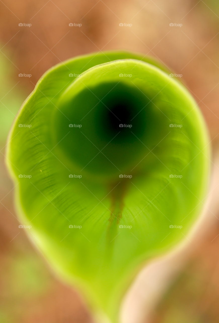 plant plant macro inside of plant by lightanddrawing