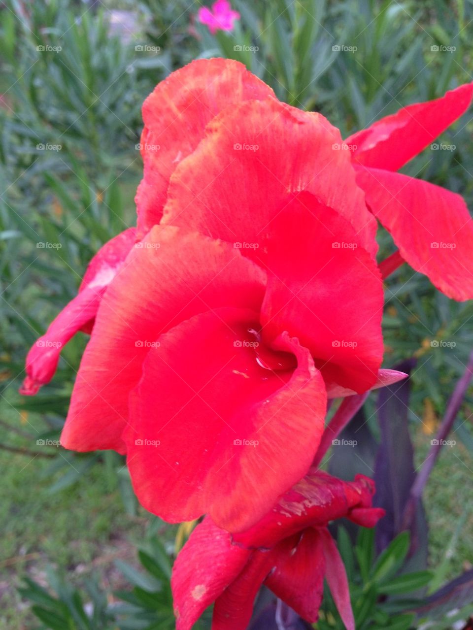 Red Lilly