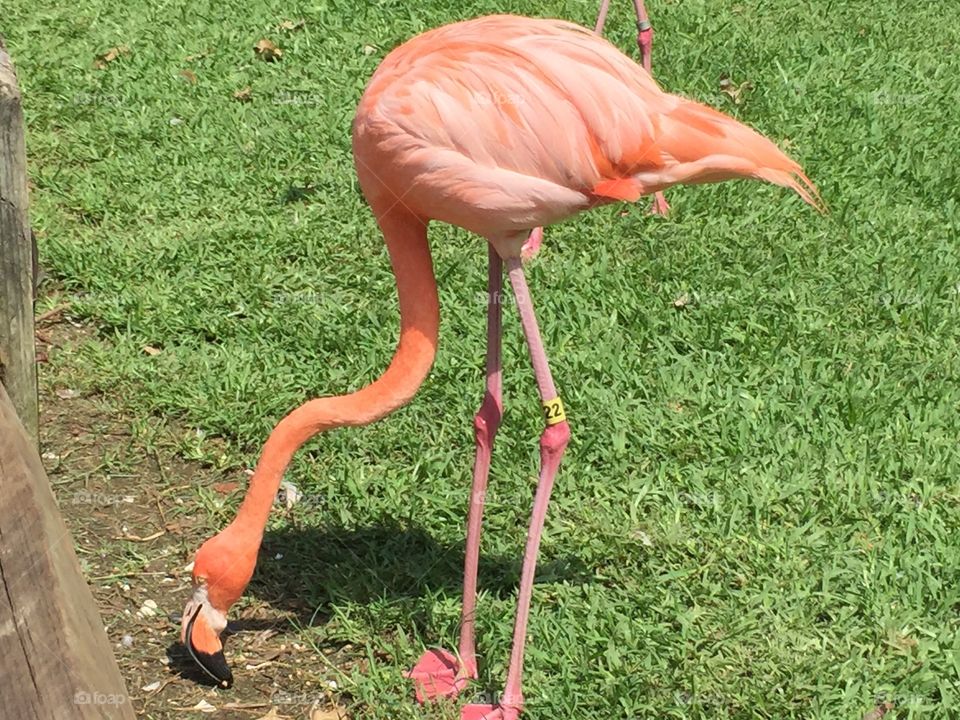 Flaming flamingo 
