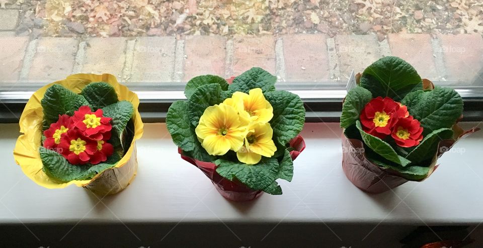 Pretty Primroses all in a Row