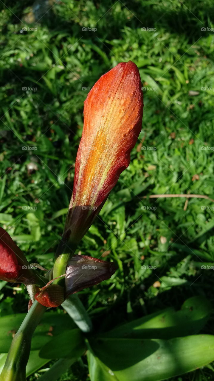 Természet, természetes, környezet, szépség, virág, kert.