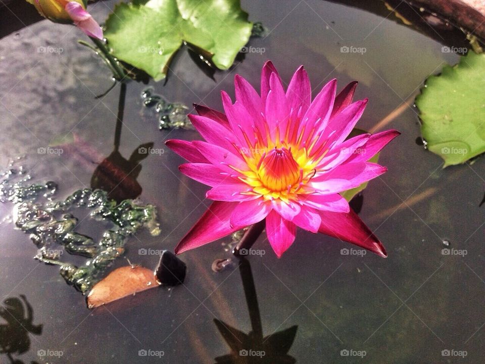 pink lotus
