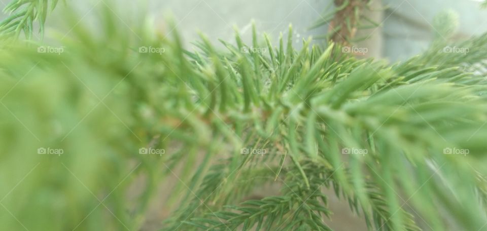 here is a different angle of plant