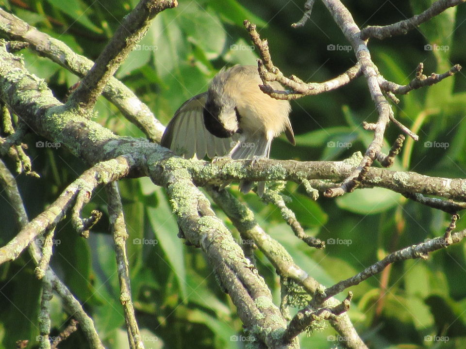 Wildlife, Bird, Tree, Nature, Outdoors