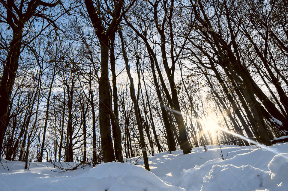Winter nature landscape snow covered trees on sunny day in forest with sun burst landscape background