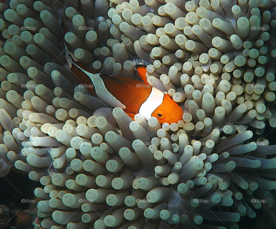 Indonesia underwater pictures