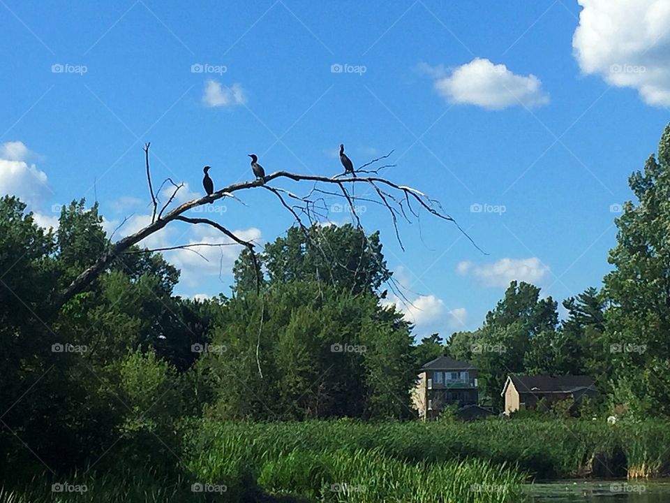 Black ducks perched on a branch 