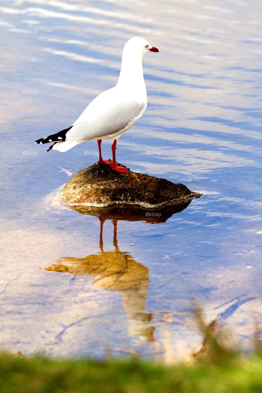 seagull reflection