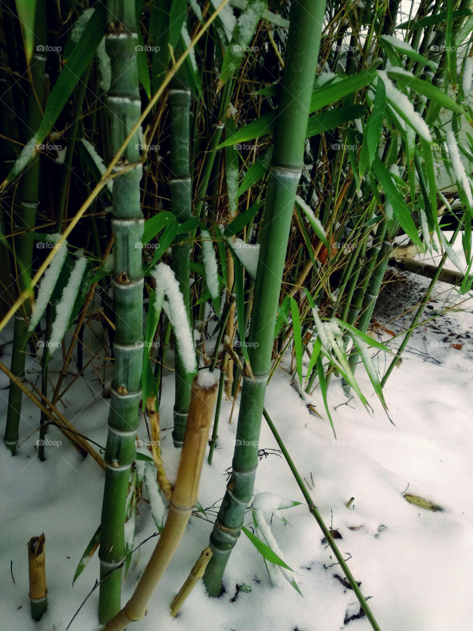 bamboo and snow. cold winter