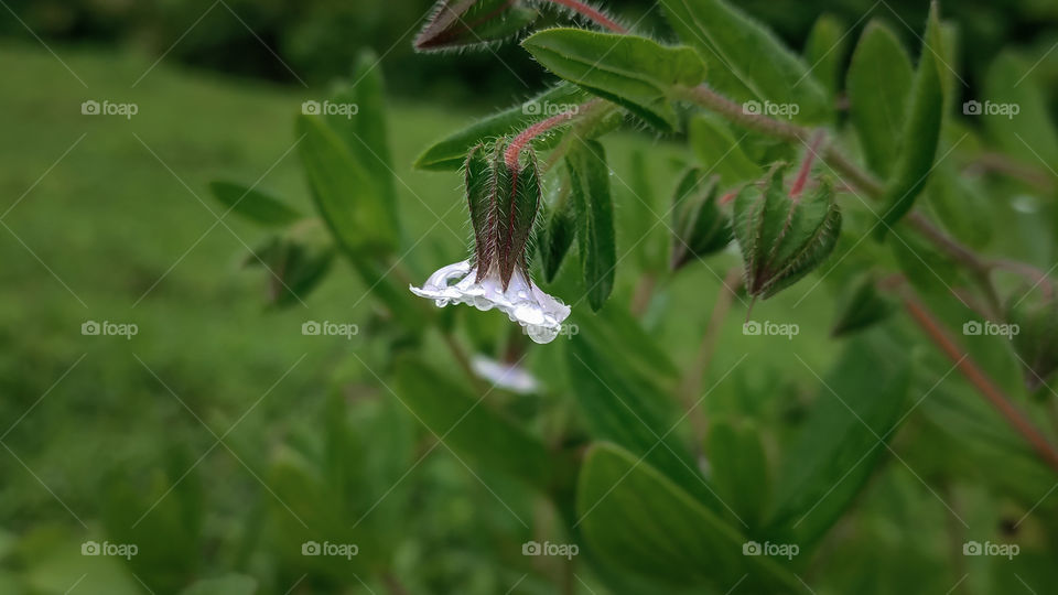 Rain drops on the flower.