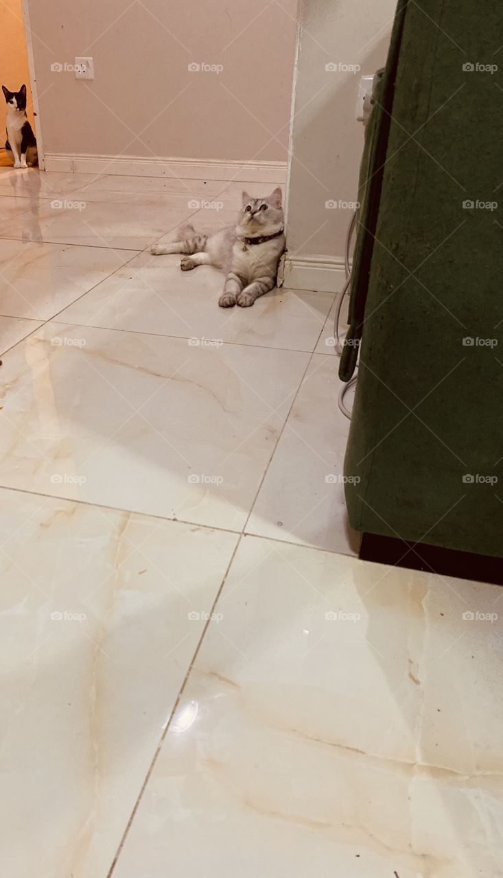 So cute a cats , zainh and different 🐈‍⬛ 🐈 🥰