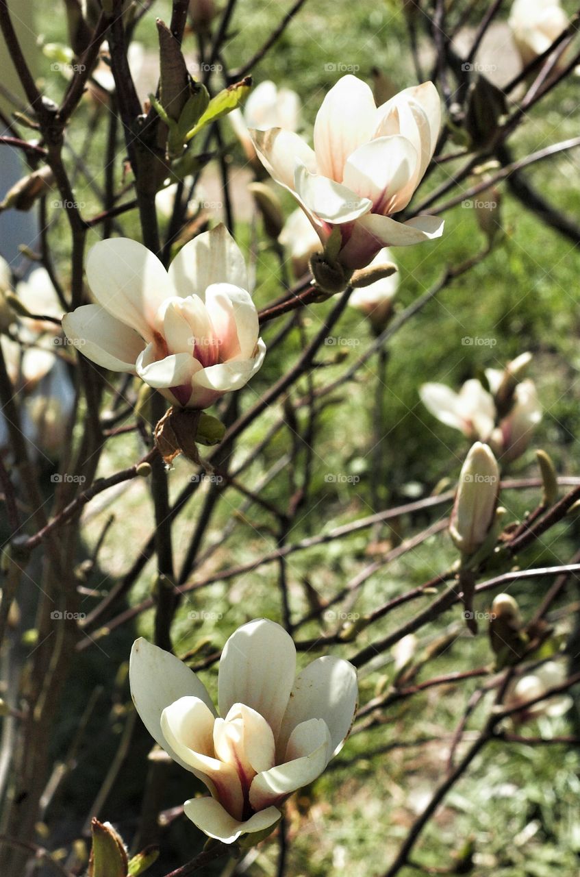 Flower, Nature, Magnolia, Flora, Garden