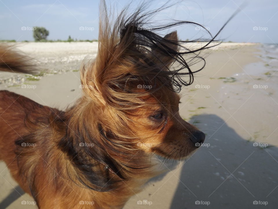 little brown sobaka.dlinnosherstny Toy Terrier