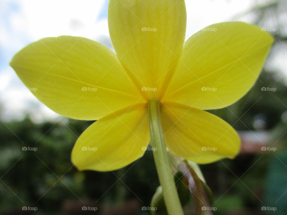 yellow flower