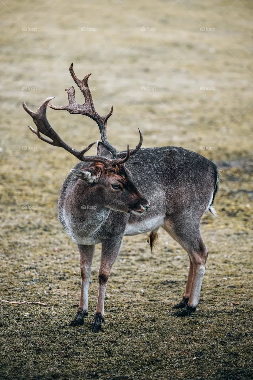Beautiful brown colour deer