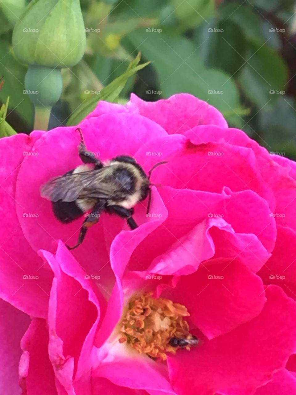 Flowers and Bees