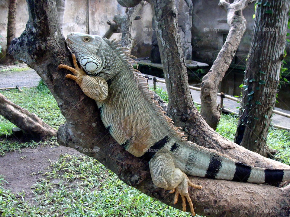 Iguana