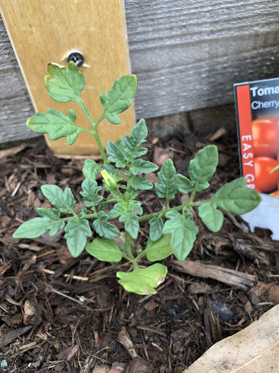 Cherry tomato seedling