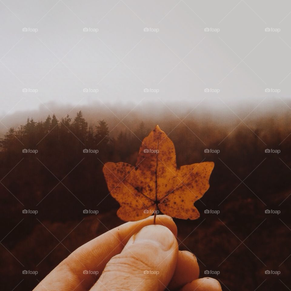 Foggy autumn days