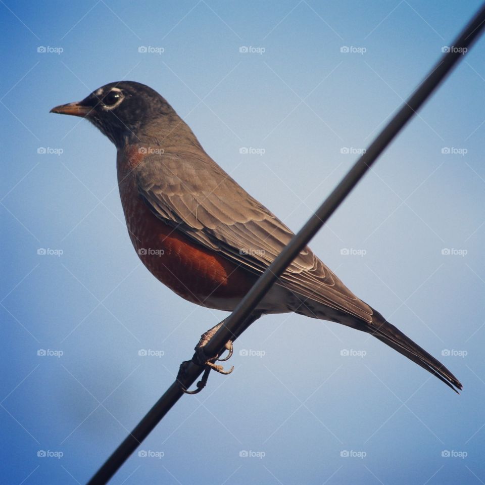 Bird in A wire