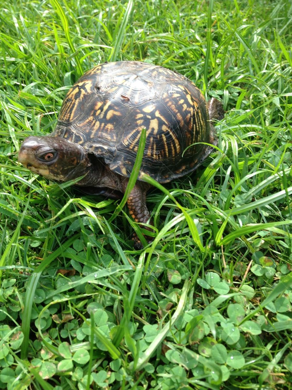 Turtle in the grass
